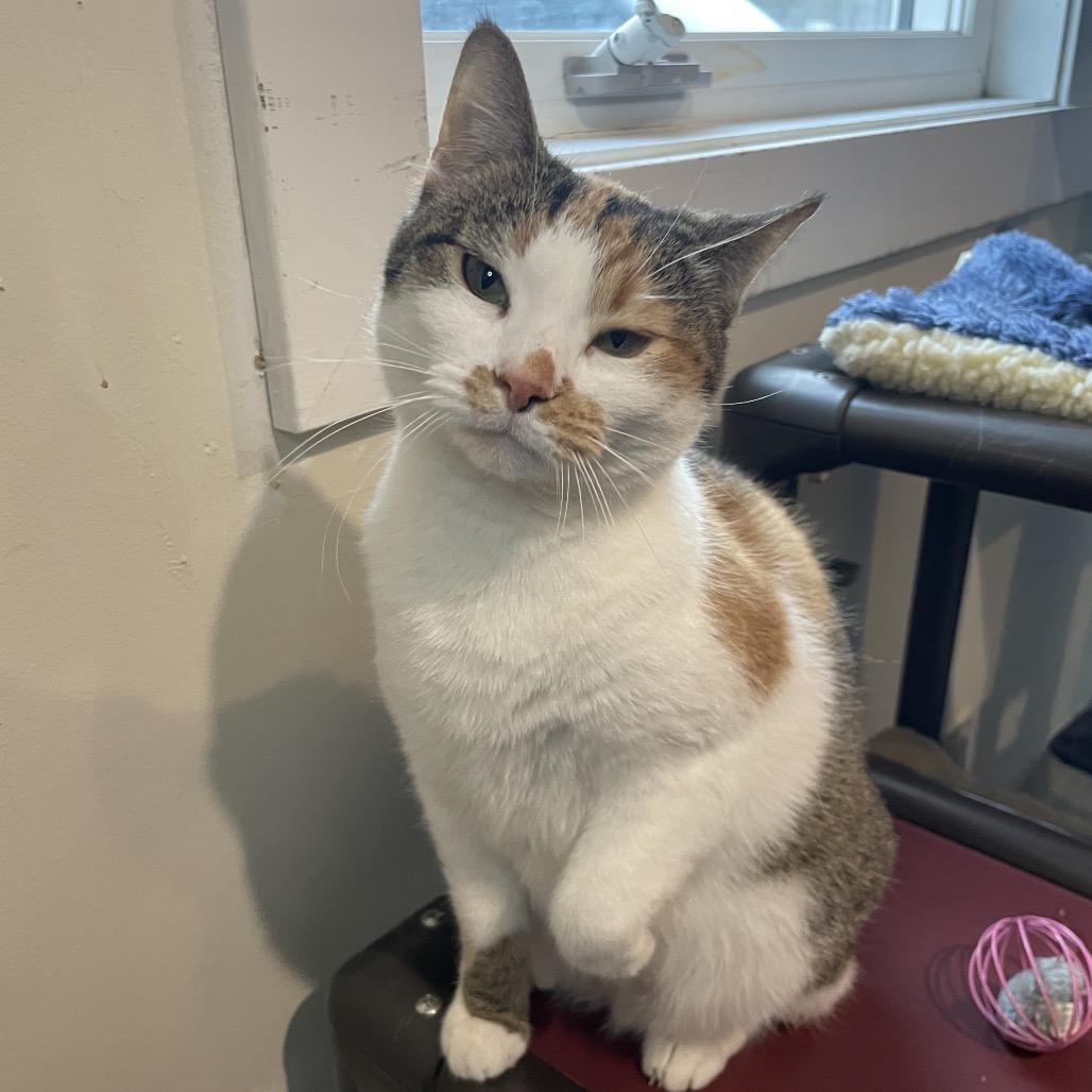 Enlarge Petunia, a Adoptable Domestic Short Hair in South Haven, MI image 5/6