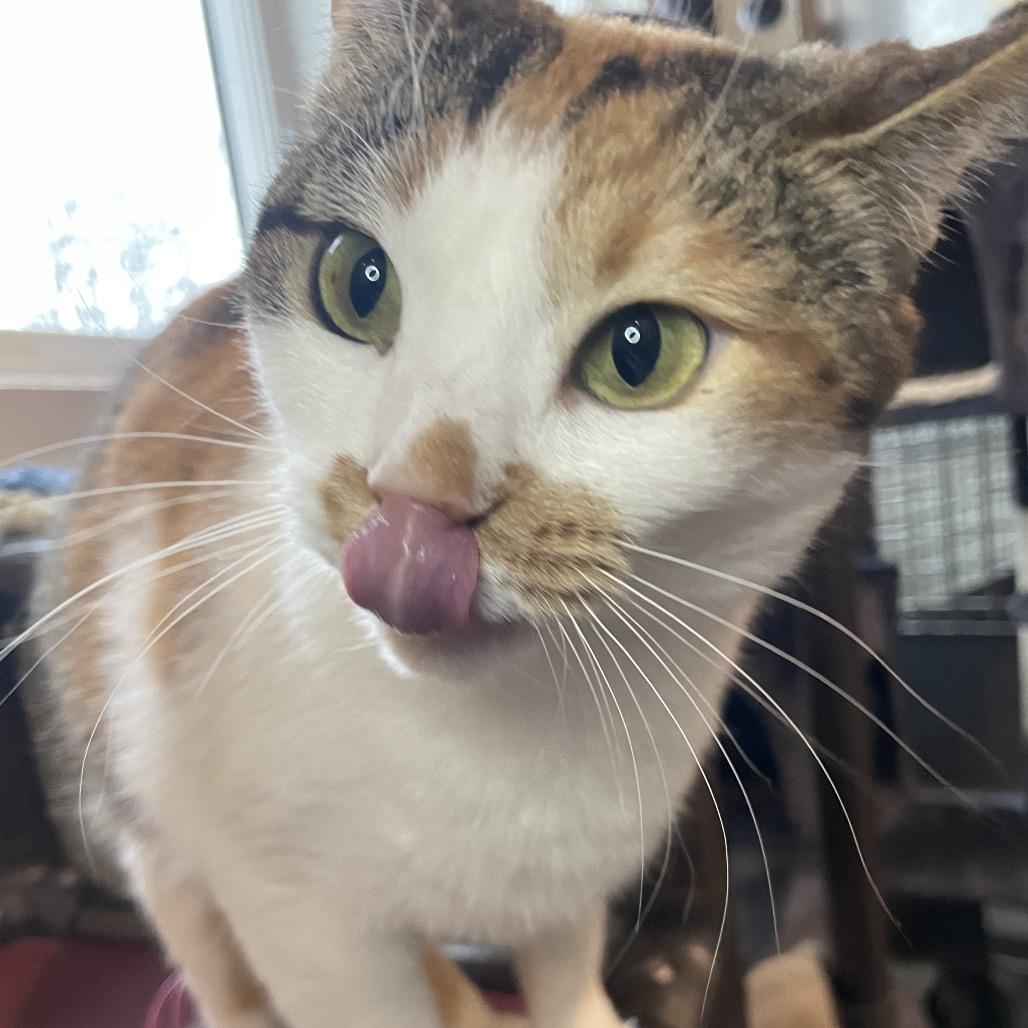 Enlarge Petunia, a Adoptable Domestic Short Hair in South Haven, MI image 6/6