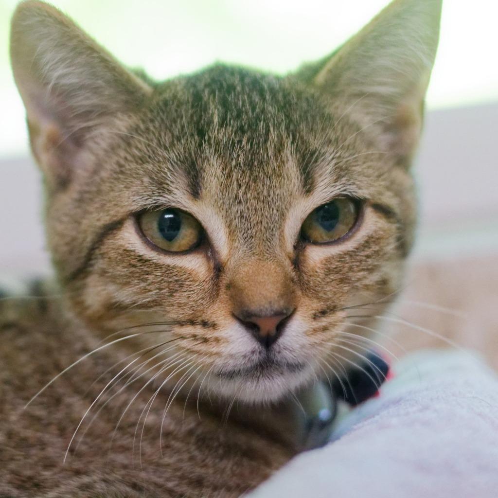 Invidia, Adoptable, Kitten Female Domestic Short Hair.