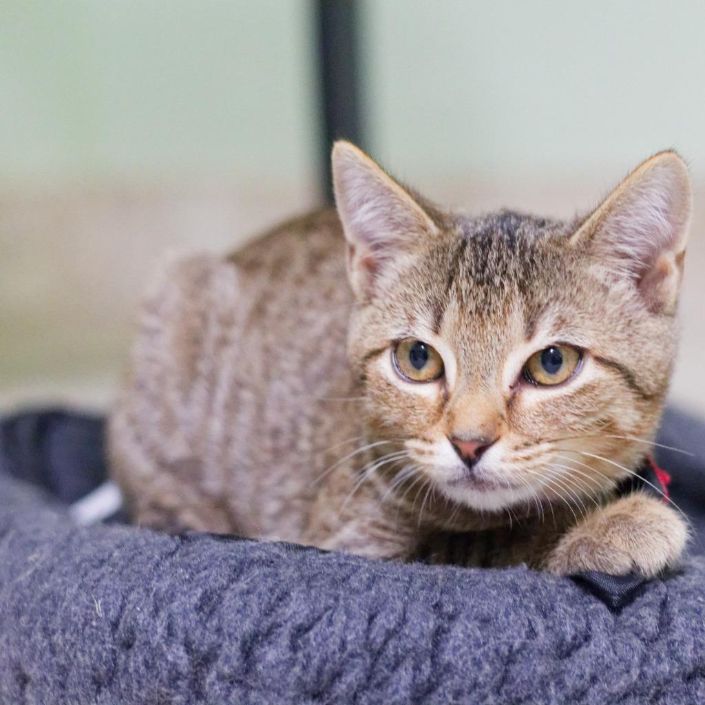 Enlarge Invidia, a Adoptable mixed breed in Hot Springs, AR image 2/4