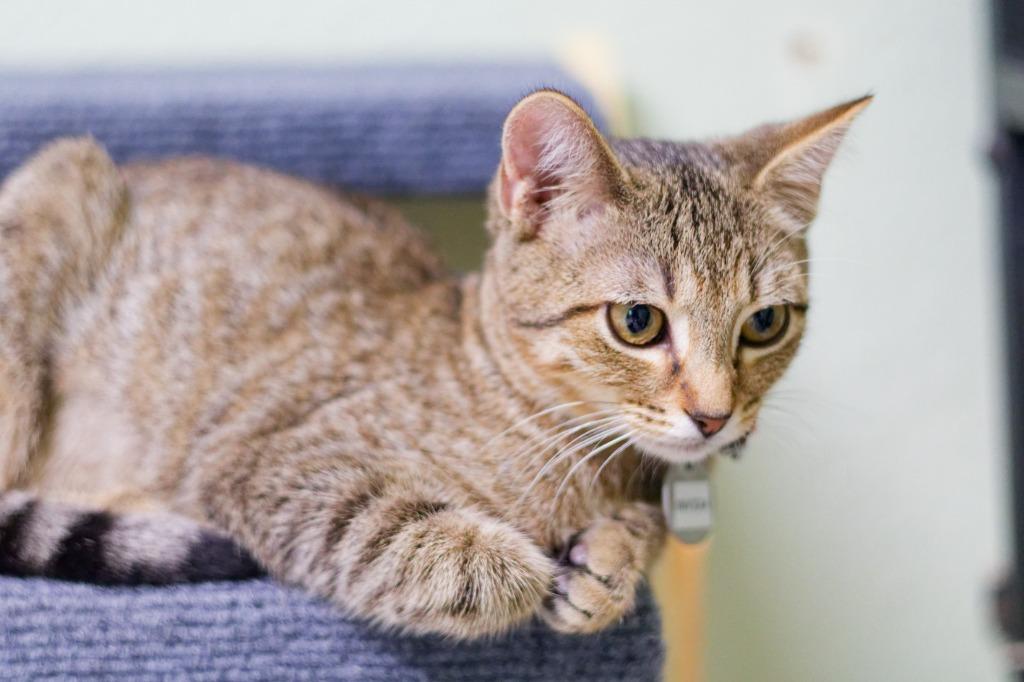 Enlarge Invidia, a Adoptable mixed breed in Hot Springs, AR image 3/4