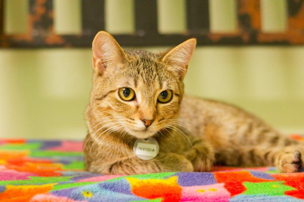 Enlarge Invidia, a Adoptable mixed breed in Hot Springs, AR image 4/4