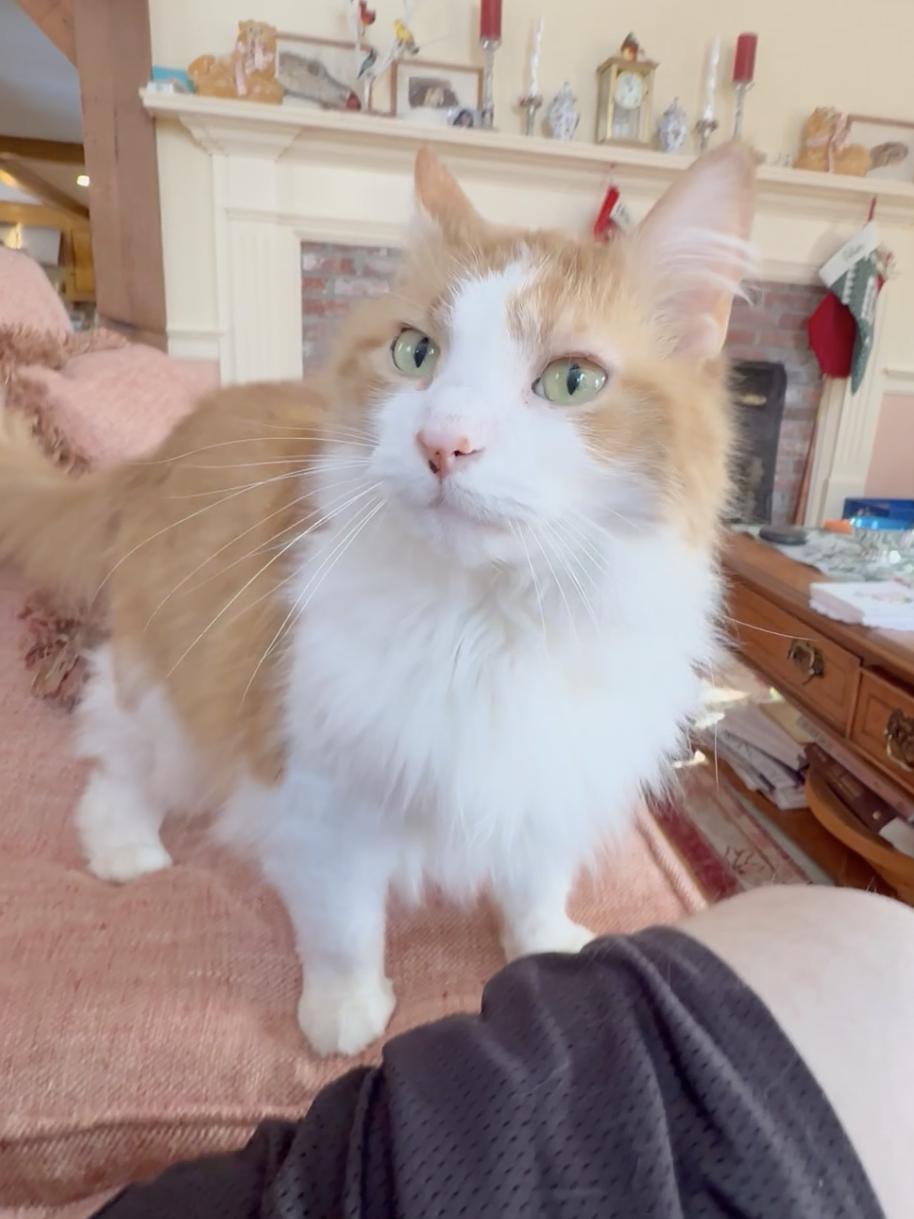 Marmalade — thumbnail 5