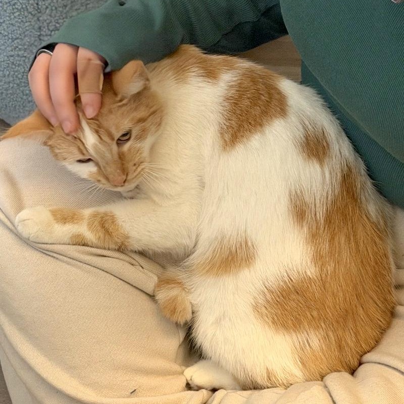 Sir George — thumbnail 5