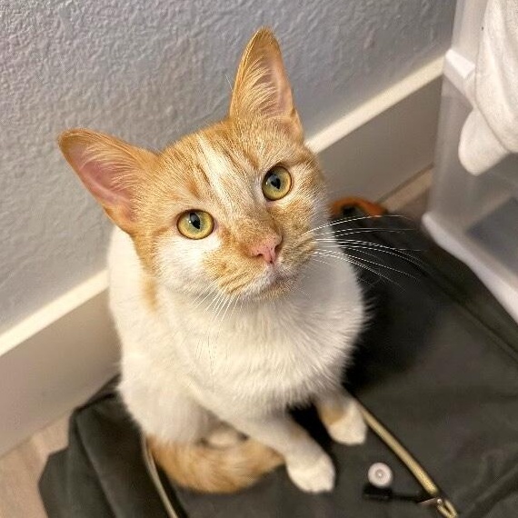 Sir George — thumbnail 6