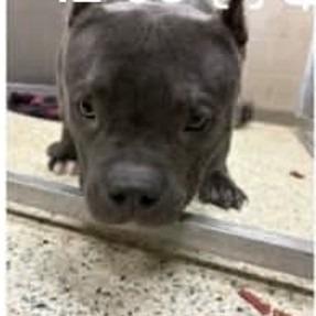 Enlarge Mufasa, a Adoptable mixed breed in Baton Rouge, LA image 1/2