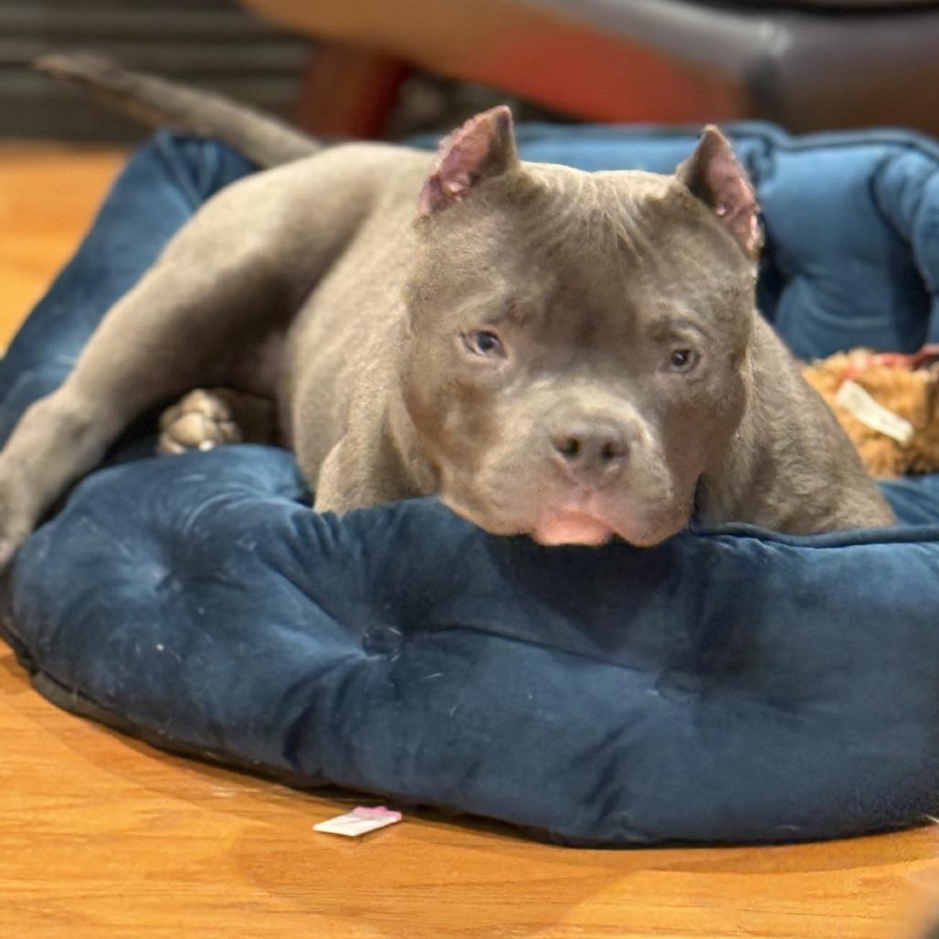 Enlarge Mufasa, a Adoptable mixed breed in Baton Rouge, LA image 2/2