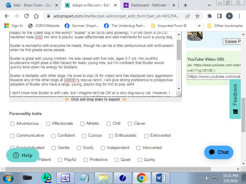 Buster, Adoptable, Young Male German Shepherd Dog.