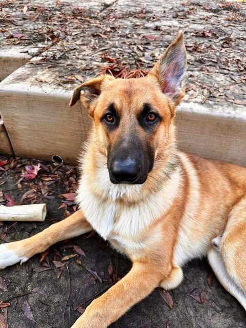 Buster, a Adoptable German Shepherd Dog in Pleasant Grove, CA image 2/4