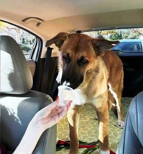 Buster, a Adoptable German Shepherd Dog in Pleasant Grove, CA image 3/4