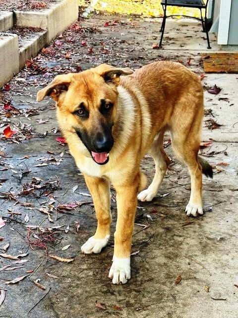 Buster, a Adoptable German Shepherd Dog in Pleasant Grove, CA image 4/4