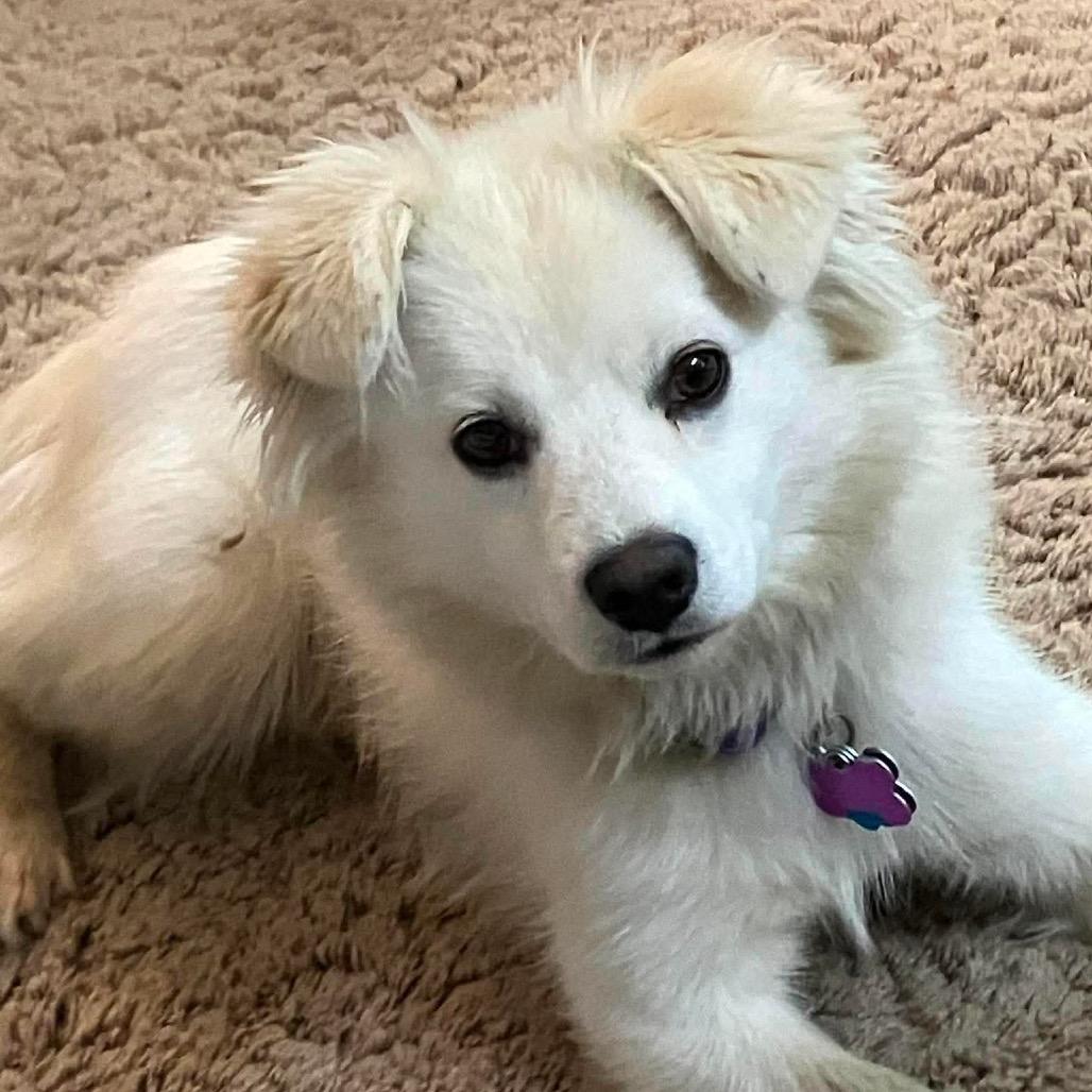 Buckaroo, Adoptable, Young Male Pomeranian.