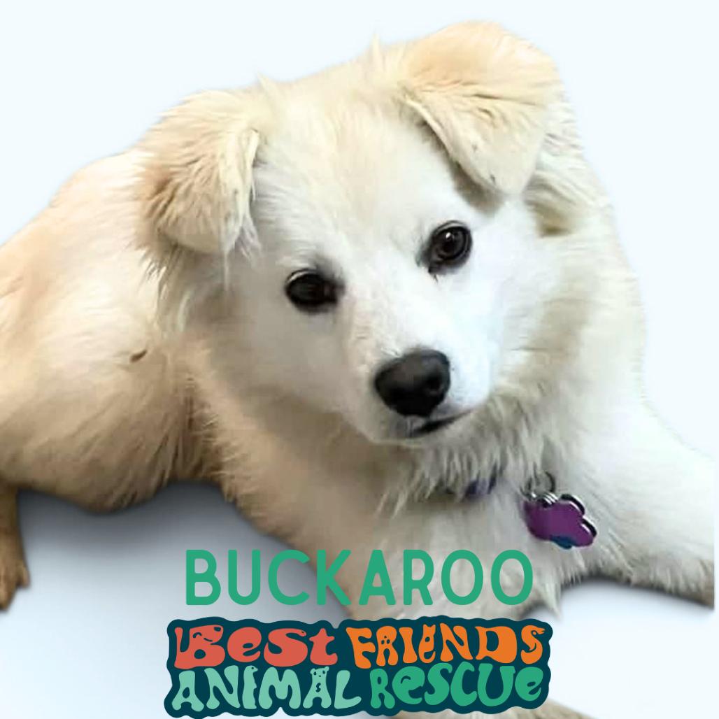 Enlarge Buckaroo, a Adoptable Pomeranian in Wasilla, AK image 2/2