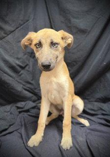 Enlarge Camryn, a Adoptable Shepherd in Pleasanton, TX image 2/3