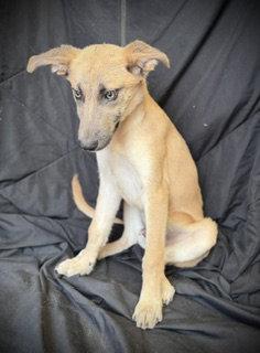 Enlarge Camryn, a Adoptable Shepherd in Pleasanton, TX image 3/3