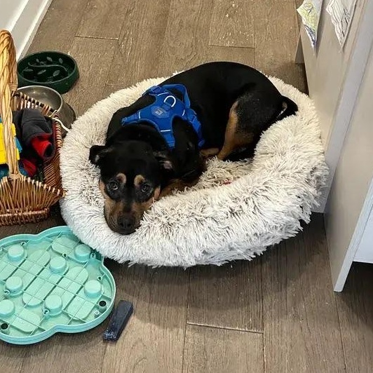 Enlarge Lucky, a ADOPTABLE mixed breed in Polk, OH image 5/6