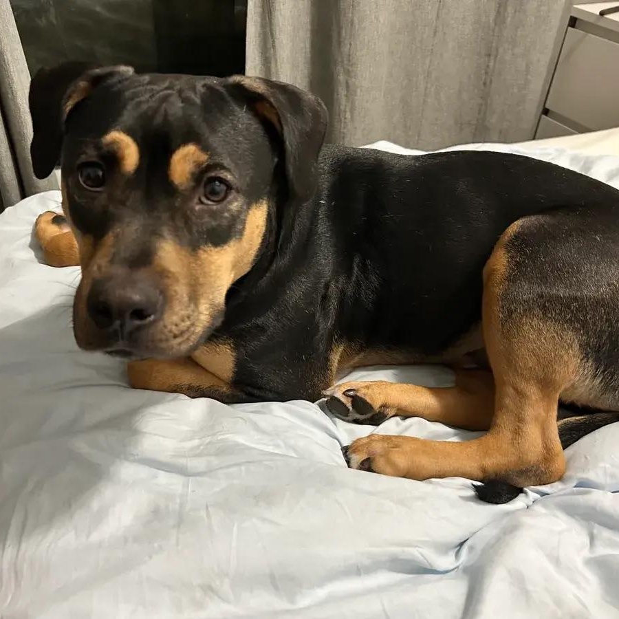 Enlarge Lucky, a ADOPTABLE mixed breed in Polk, OH image 4/6