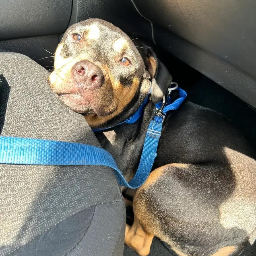 Enlarge Lucky, a ADOPTABLE mixed breed in Polk, OH image 2/6