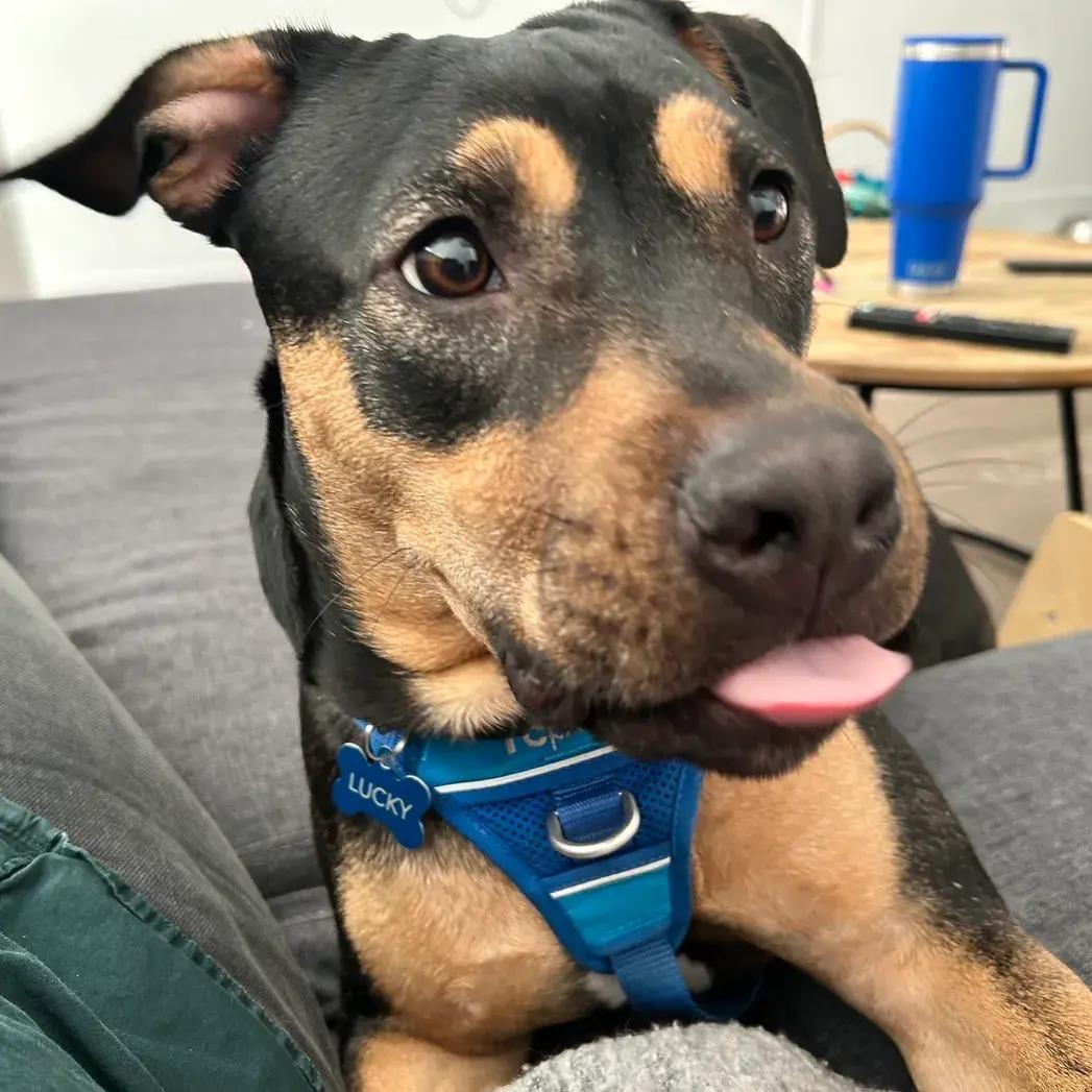 Enlarge Lucky, a ADOPTABLE mixed breed in Polk, OH image 1/6