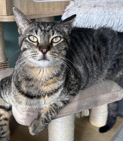 Mister, Adoptable, Adult Male Domestic Short Hair.