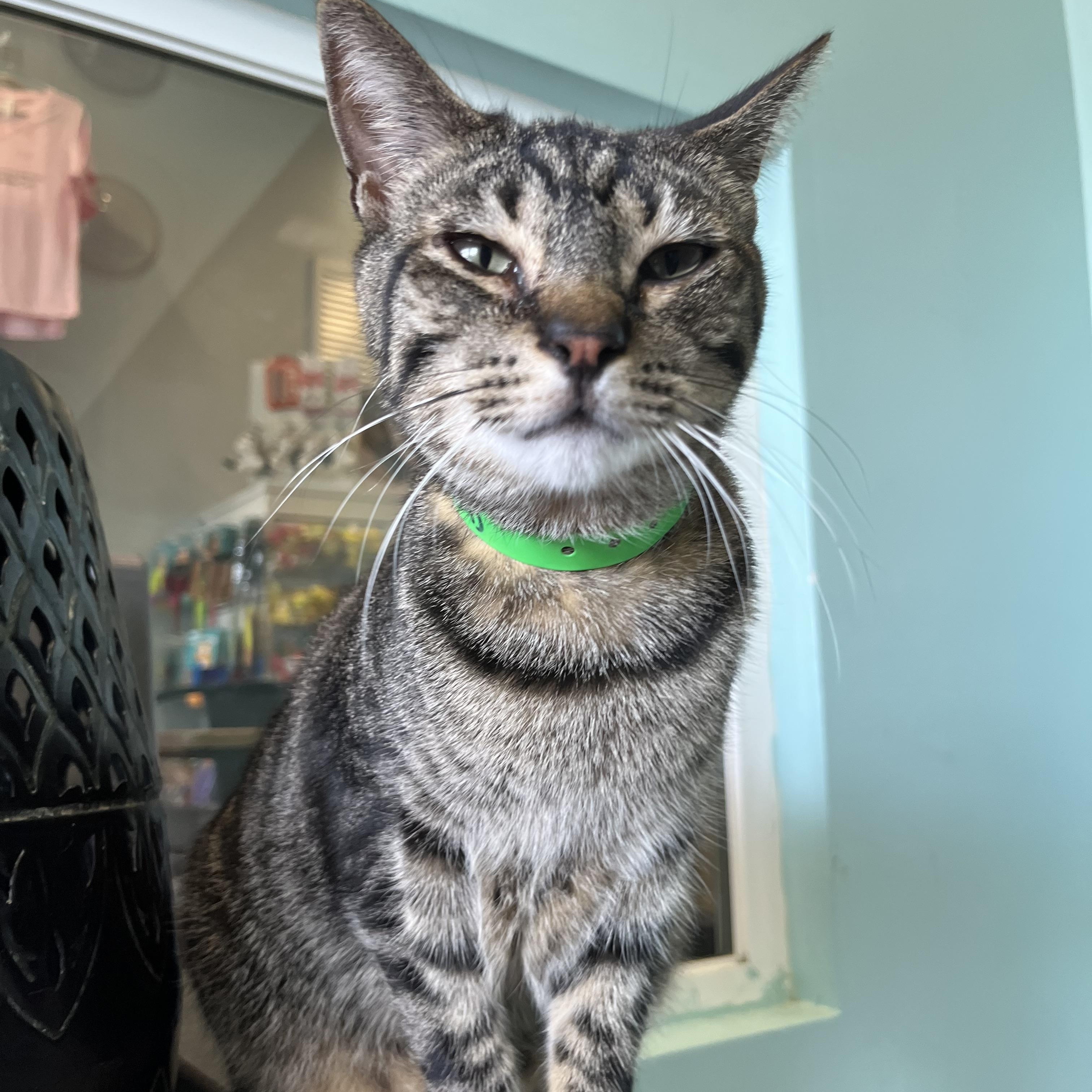 Mister, a Adoptable Domestic Short Hair in Aiea, HI image 3/4