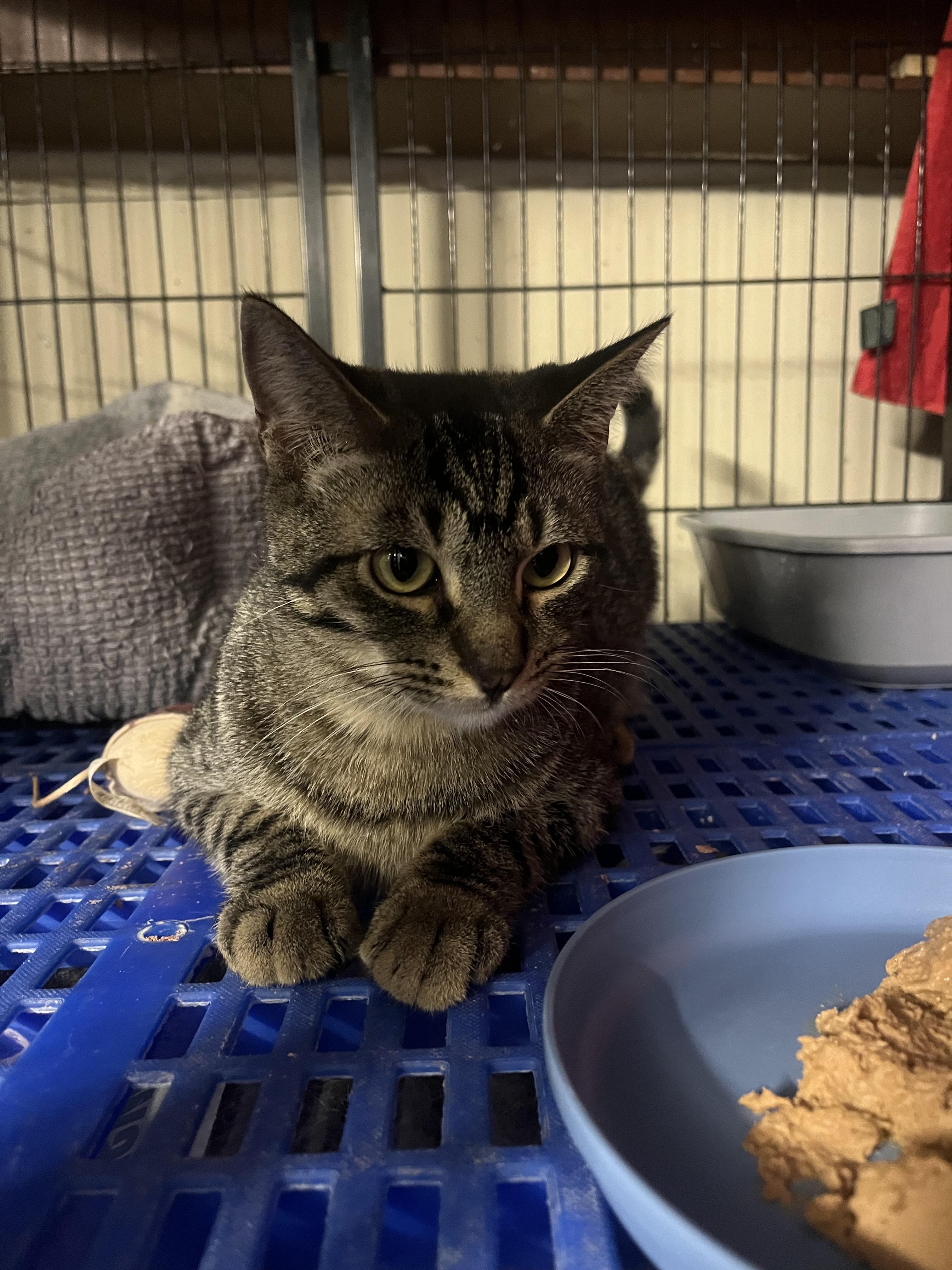 Mister, an adoptable Domestic Short Hair in Aiea, HI, 96701 | Photo Image 4