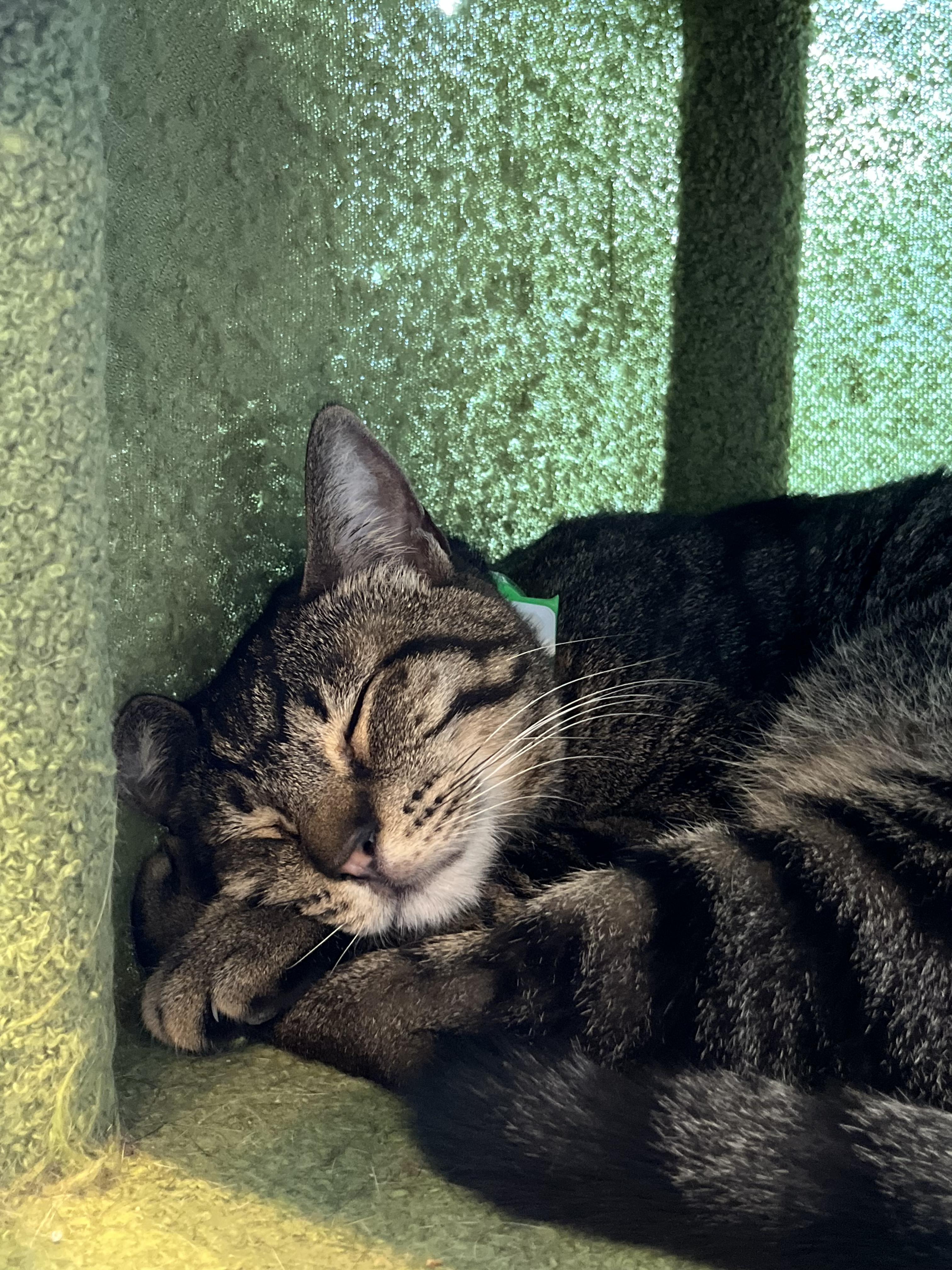 Mister, a Adoptable Domestic Short Hair in Aiea, HI image 2/4