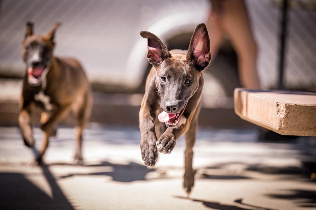 Dolly, Adoptable, Puppy Female Shepherd & Belgian Shepherd / Malinois.