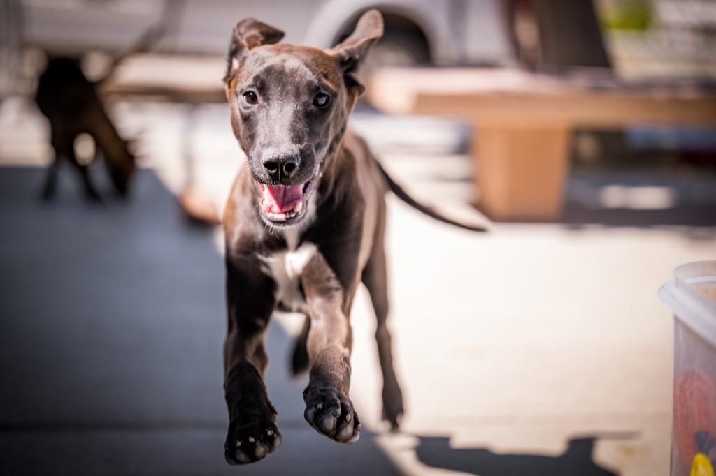 Enlarge Dolly, a Adoptable mixed breed in Twentynine Palms, CA image 2/3