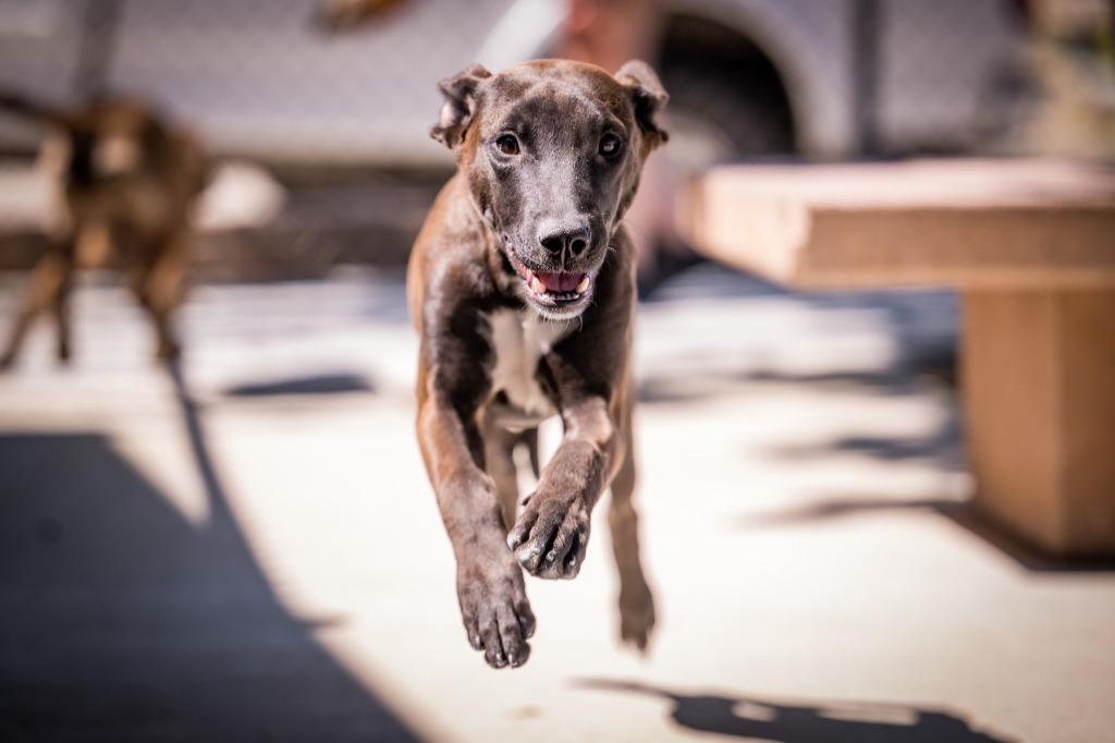 Enlarge Dolly, a Adoptable mixed breed in Twentynine Palms, CA image 3/3