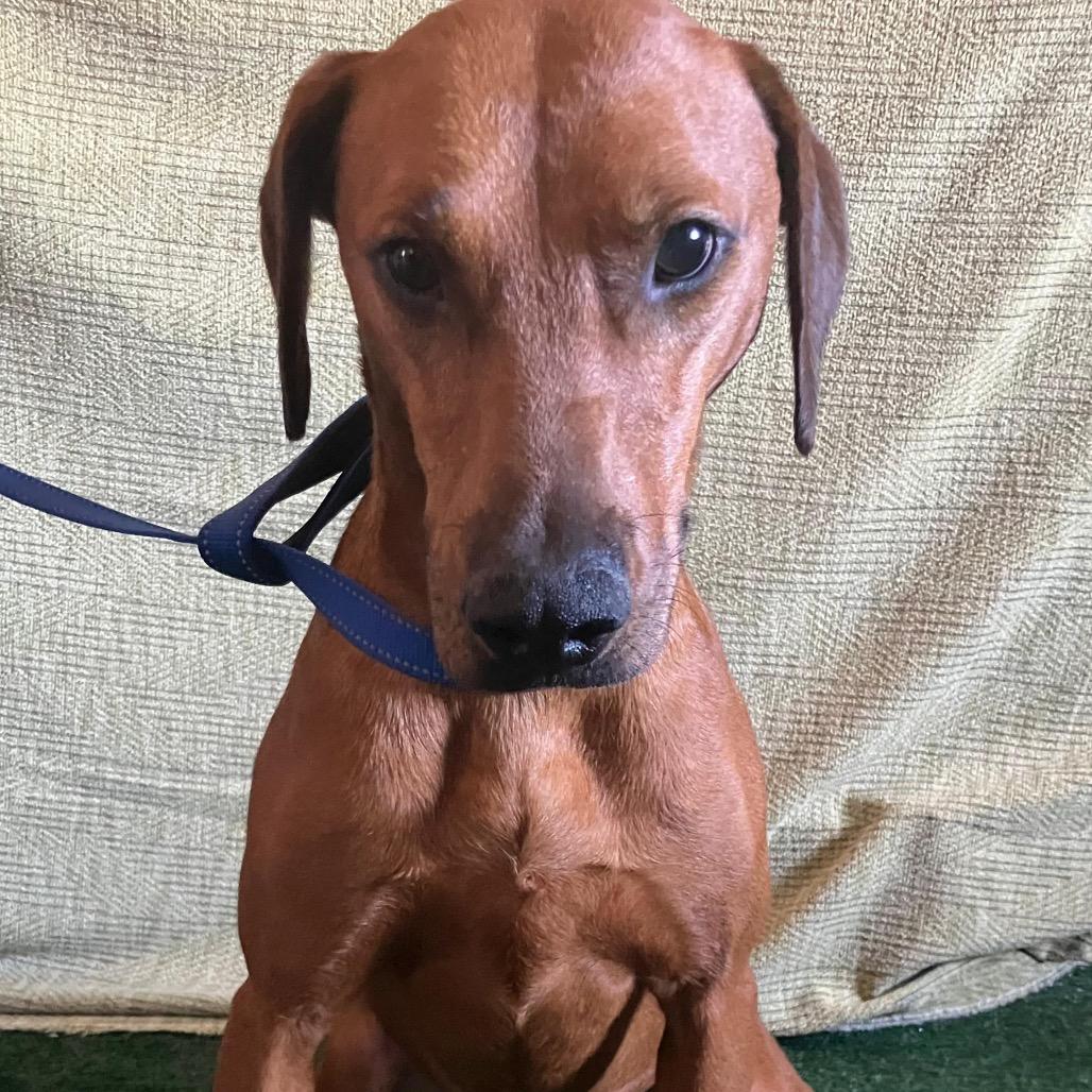 Enlarge Alondra, a Adoptable Rhodesian Ridgeback in San Diego, CA image 1/3