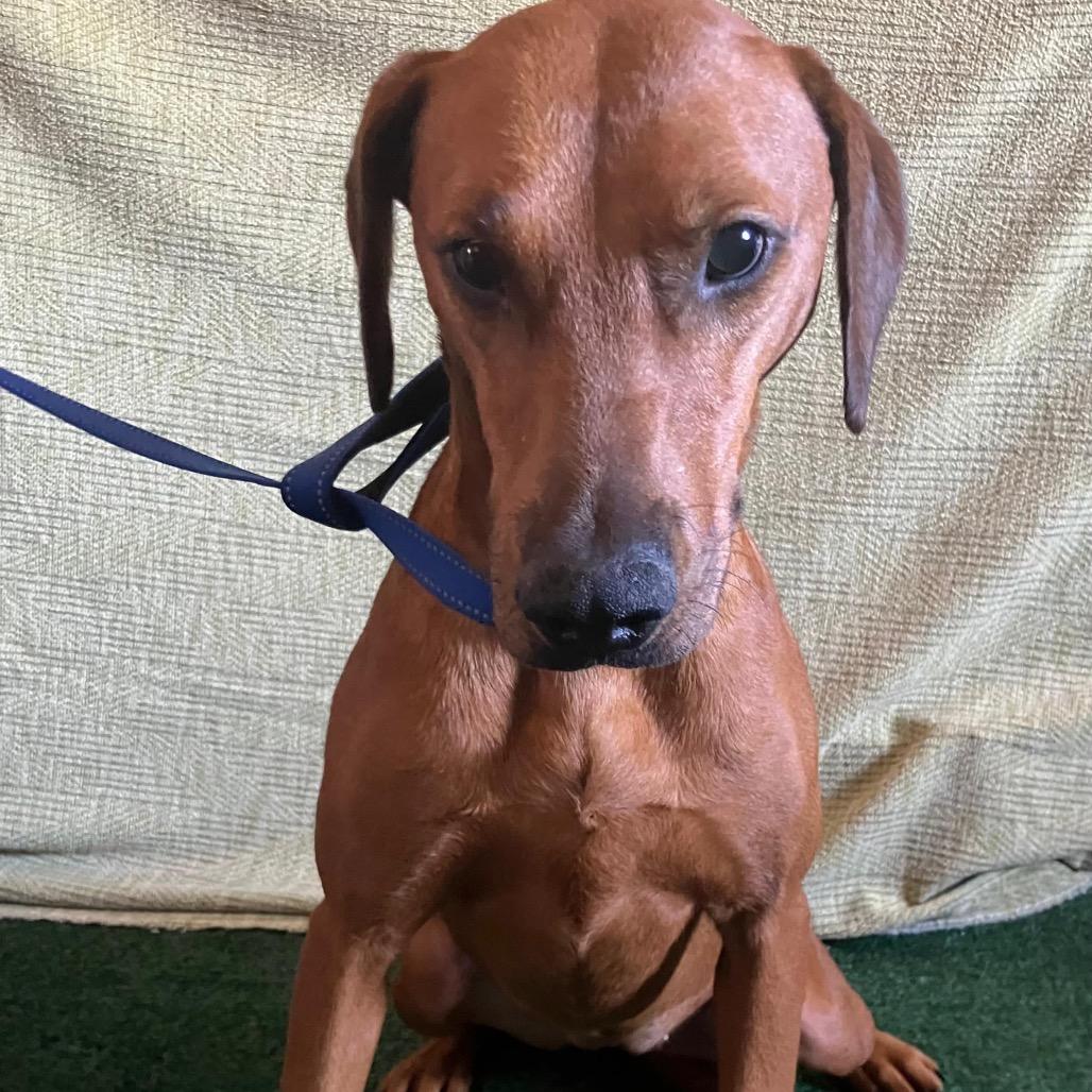 Enlarge Alondra, a Adoptable Rhodesian Ridgeback in San Diego, CA image 2/3