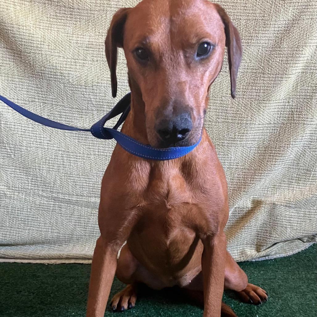 Enlarge Alondra, a Adoptable Rhodesian Ridgeback in San Diego, CA image 3/3