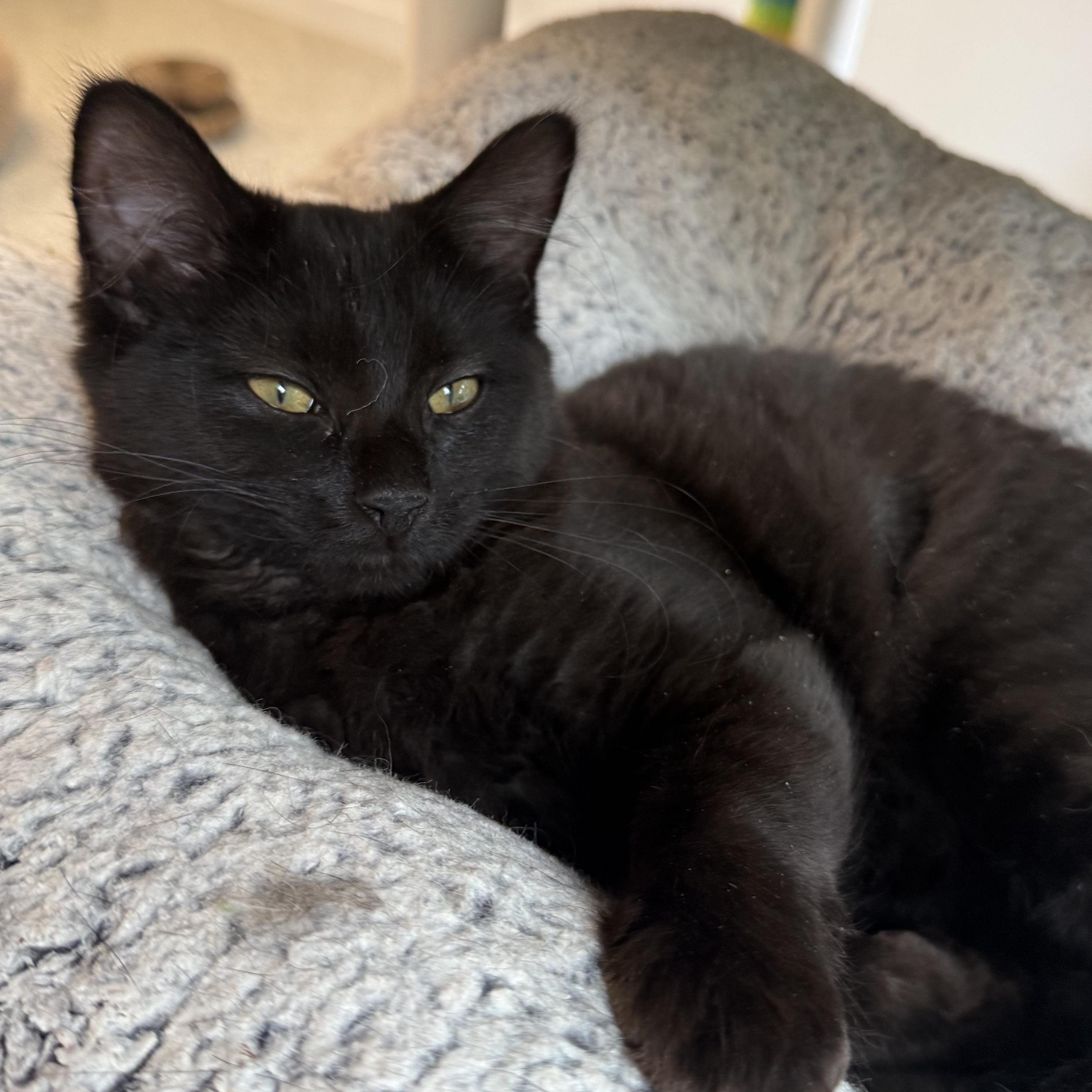BB-8, Adopted, Kitten Female Domestic Short Hair.