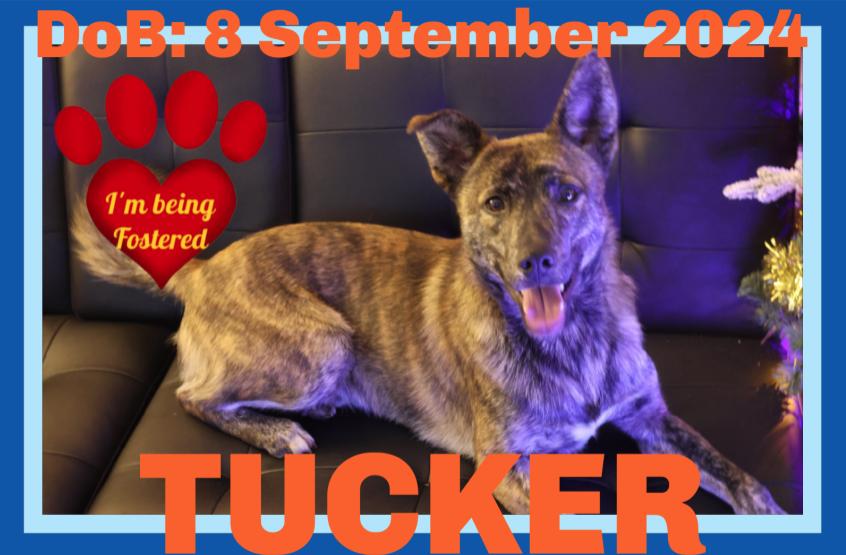 TUCKER - Fostered in Deer Island, ME, Adoptable, Young Male Dutch Shepherd.