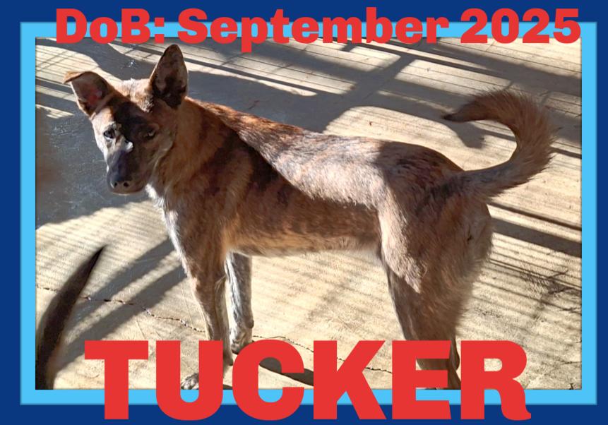 TUCKER, Adoptable, Young Male Dutch Shepherd.