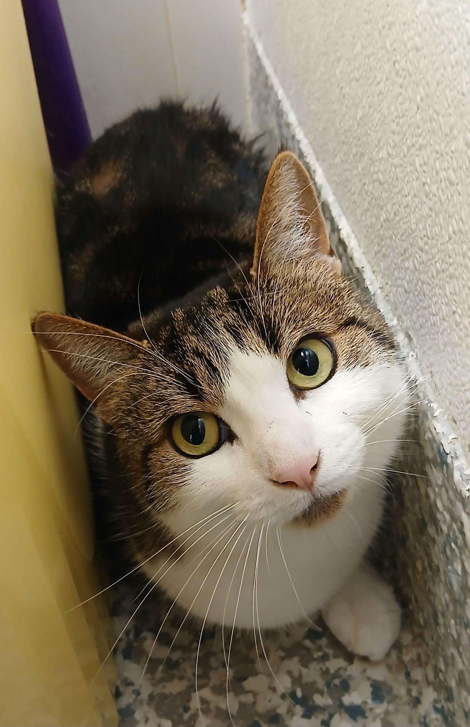 Enlarge Fancy, a Adoptable mixed breed in Bay City, MI image 1/1