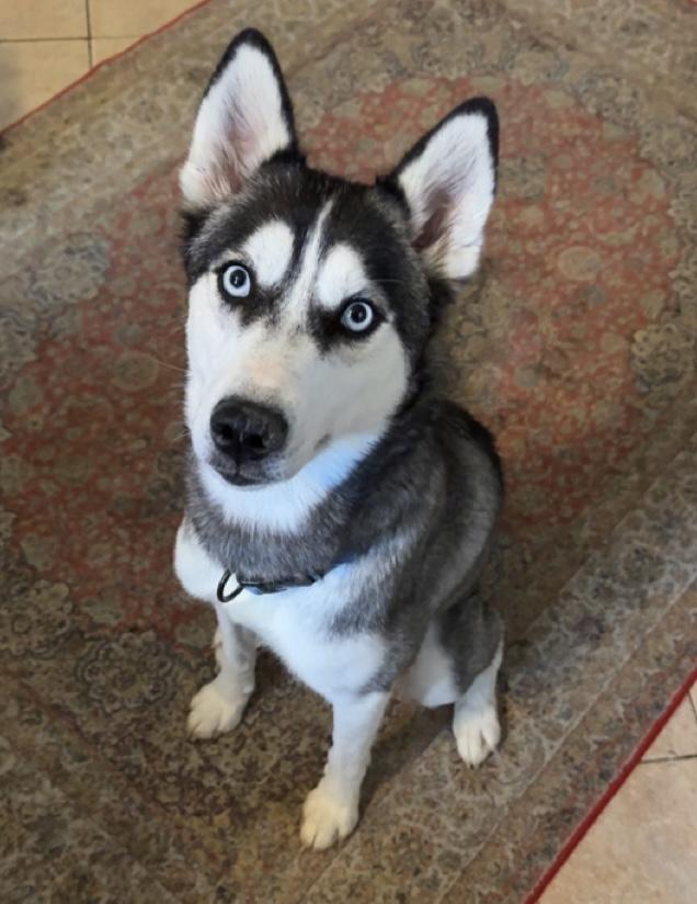 Storm, Adoptable, Young Female Siberian Husky.