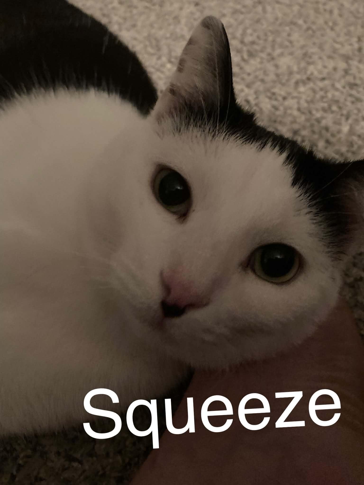 Enlarge Squeeze, a ADOPTABLE Domestic Short Hair in Price, UT image 1/1