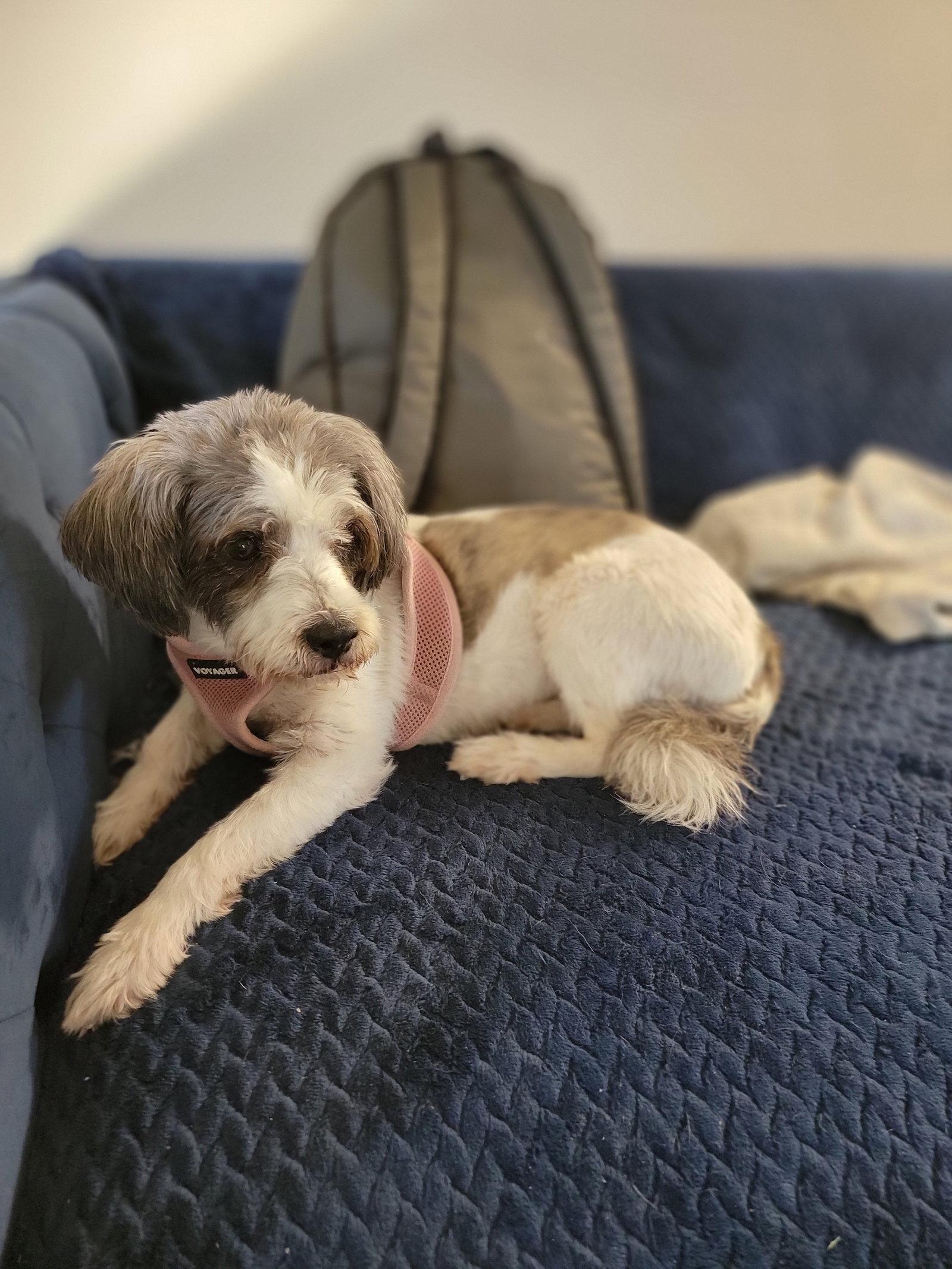Bailey photo