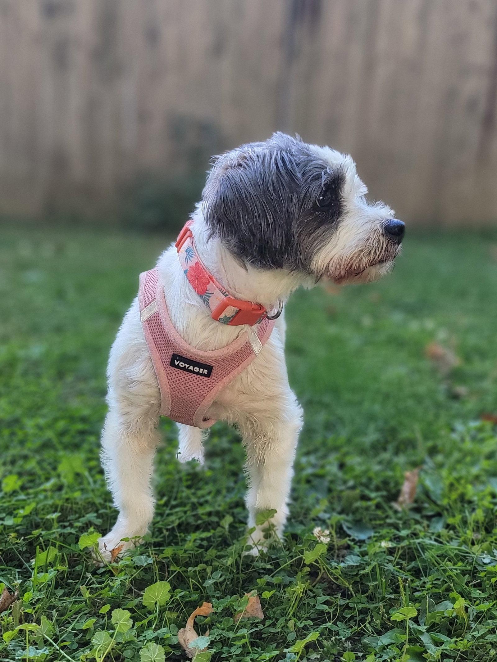 Enlarge Bailey, a Adoptable mixed breed in Cuyahoga Falls, OH image 2/3