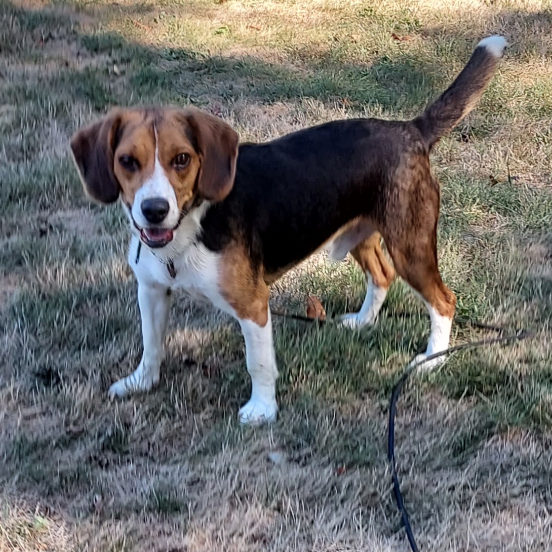 Maxwell, a Adoptable Beagle in Ashland, OH image 2/3