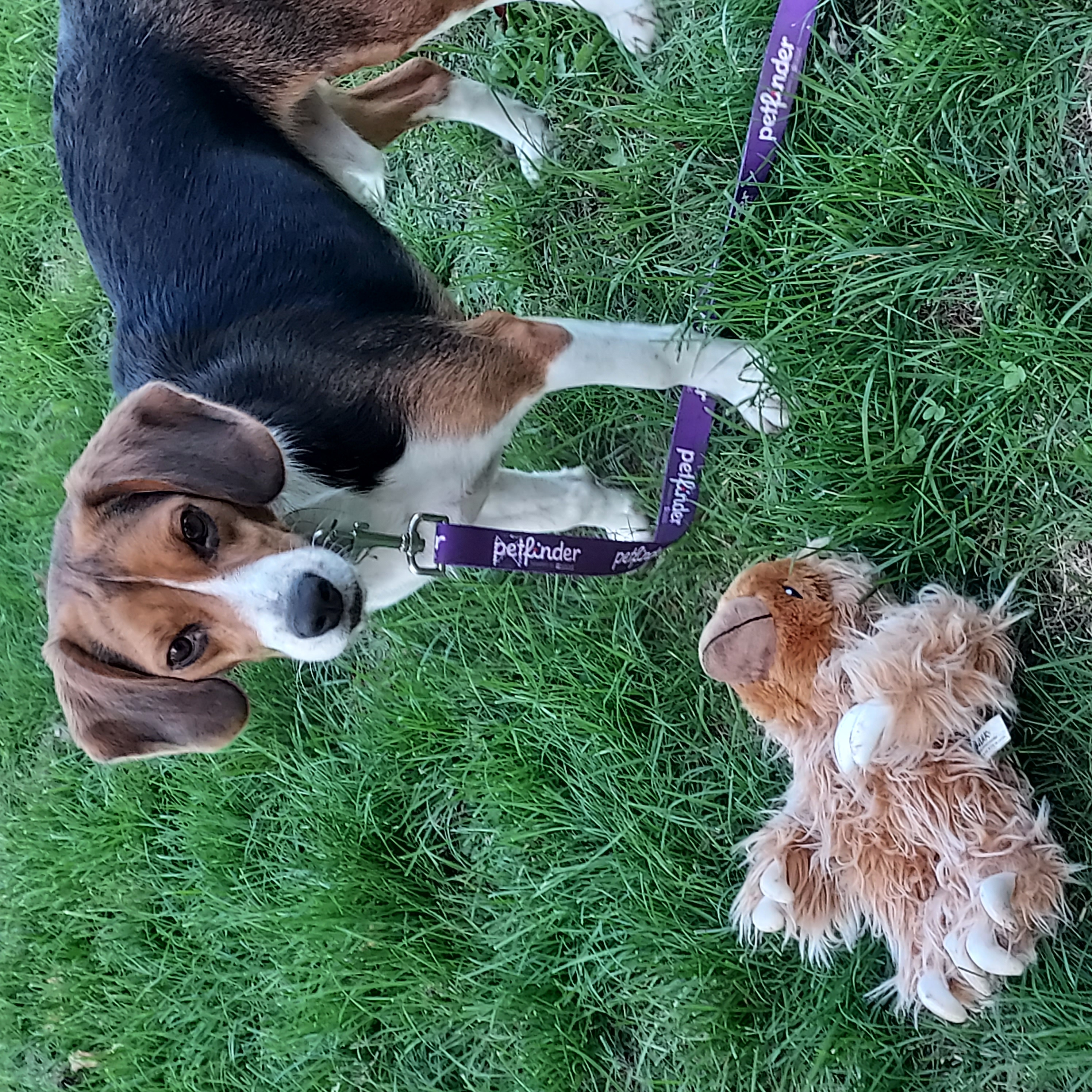 Maxwell, a Adoptable Beagle in Ashland, OH image 1/3