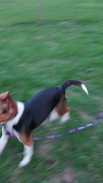 Enlarge Maxwell, a Adoptable Beagle in Ashland, OH video 3/3