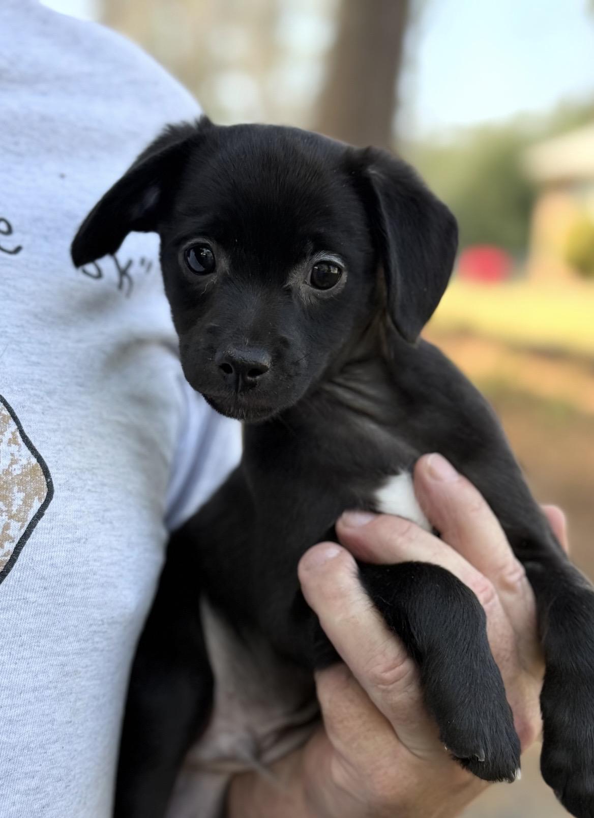Enlarge Bowie, a ADOPTABLE mixed breed in Kannapolis, NC image 3/3