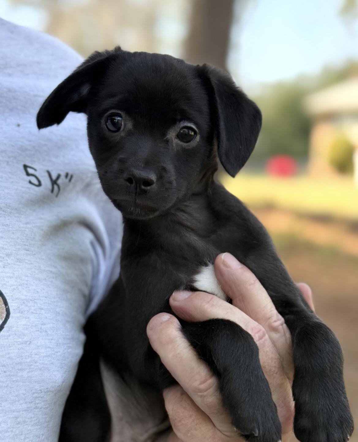 Enlarge Bowie, a ADOPTABLE mixed breed in Kannapolis, NC image 1/3