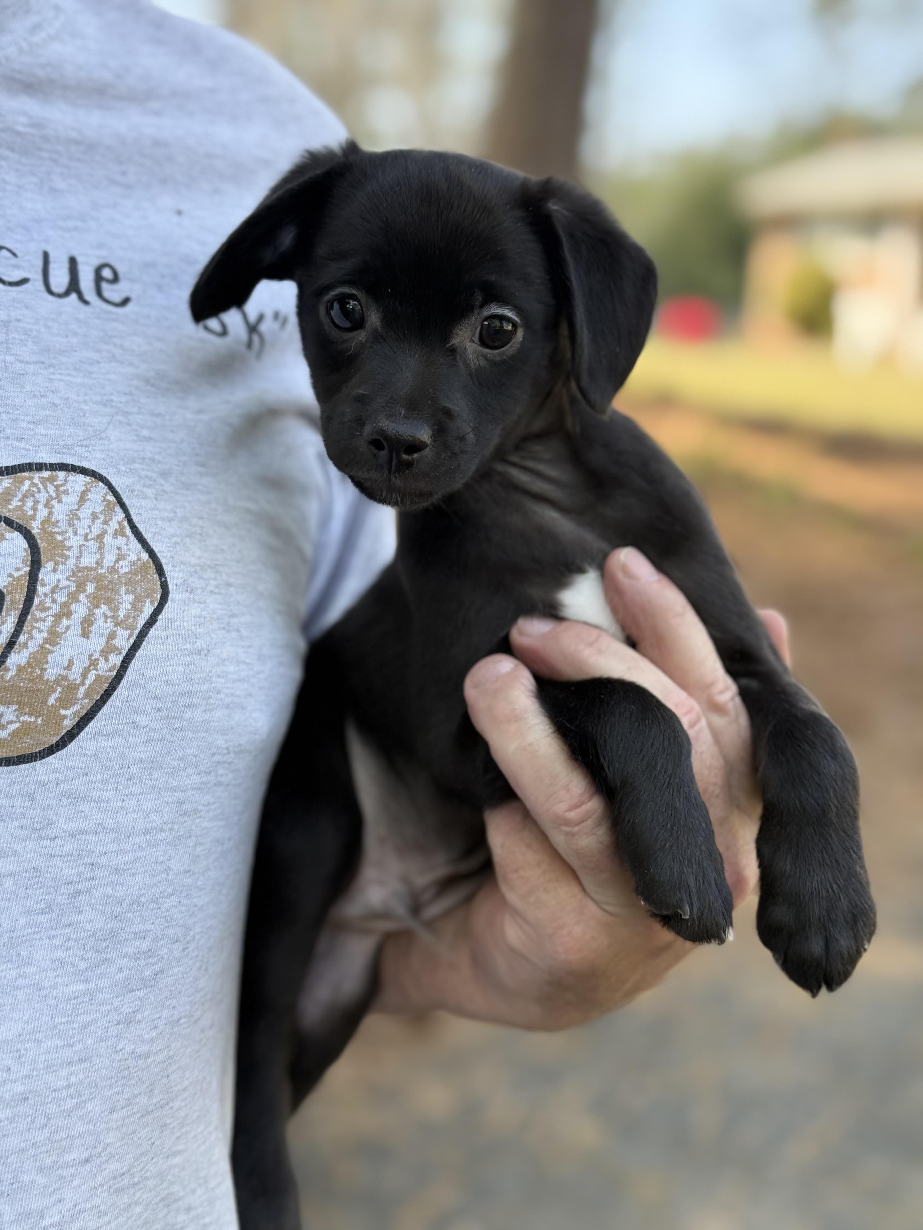 Enlarge Bowie, a ADOPTABLE mixed breed in Kannapolis, NC image 2/3
