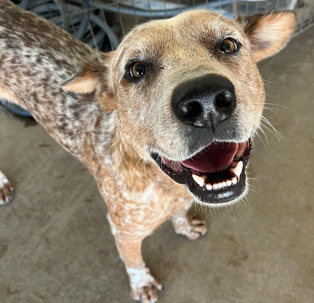 Julius, Adoptable, Young Male Cattle Dog.