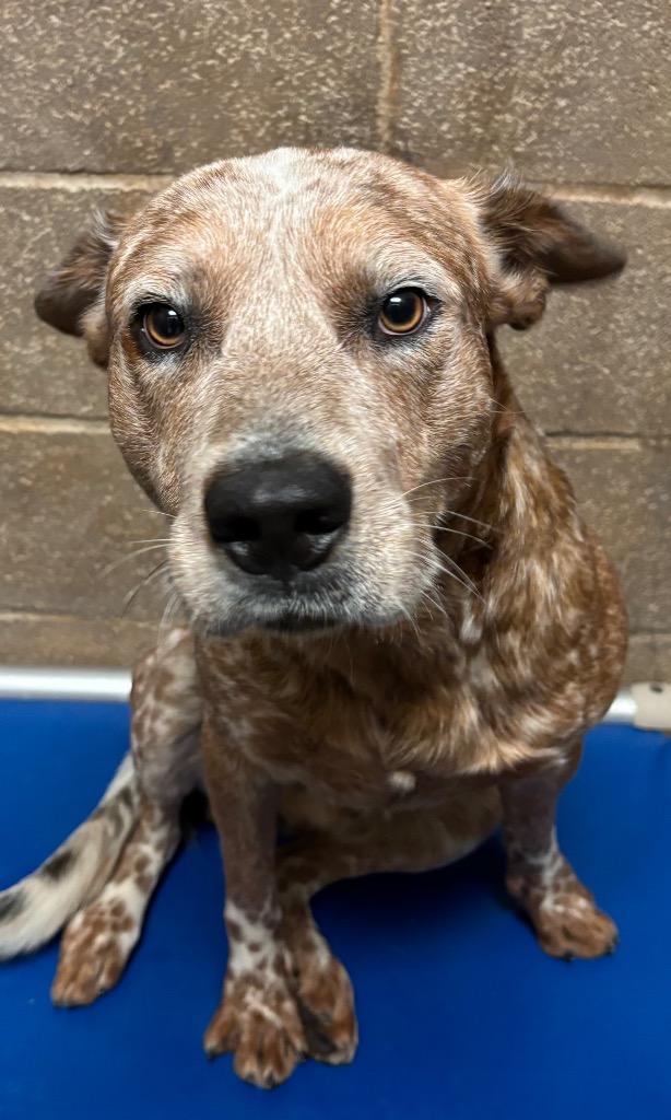 Enlarge Julius, a Adoptable mixed breed in Midland, TX image 2/2