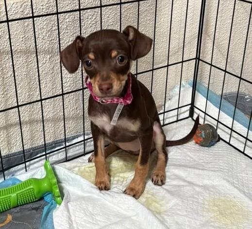 Enlarge Paulina - PUPPY, a ADOPTABLE mixed breed in Albuquerque, NM image 1/1